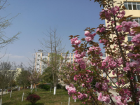 蒼溪縣幼兒師范職業(yè)高級中學(xué)2023年招生錄取分?jǐn)?shù)線