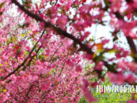 鄭州大學師范學院主校區(qū)2023年報名條件、招生要求、招生對象
