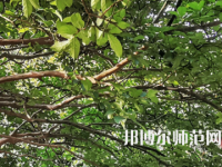 湖南師范大學(xué)2023年報(bào)名條件、招生要求、招生對(duì)象